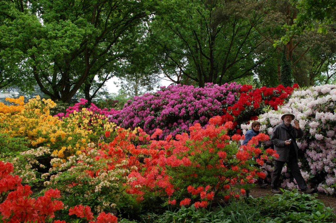 Traumhafte Rhododendronblüte | Union Reiseteam 