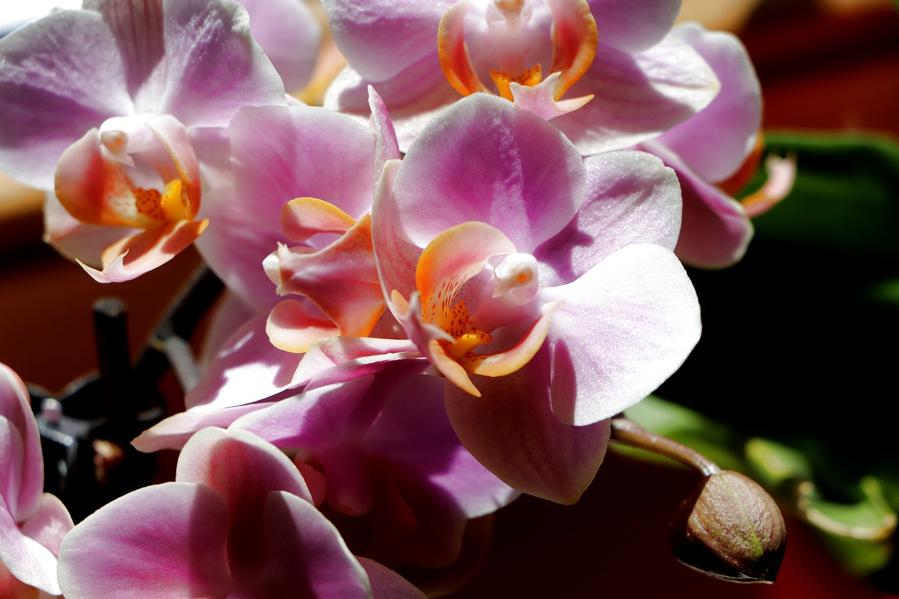 Abgesagt Orchideengarten und Elbschifffahrt 2020 | Union Reiseteam 