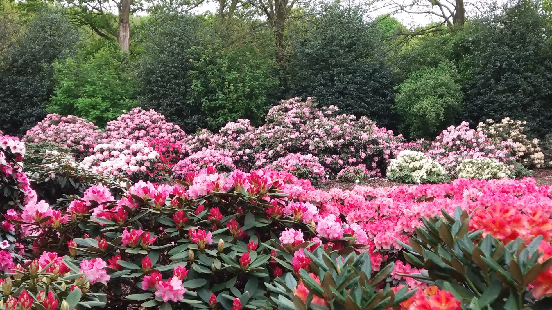 Rhododendronblüte 2021 | Union Reiseteam 